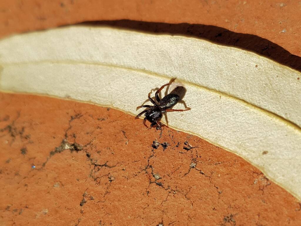 Zodariidae, family (Ant Spiders), Alice Springs NT