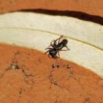 Zodariidae, family (Ant Spiders), Alice Springs NT