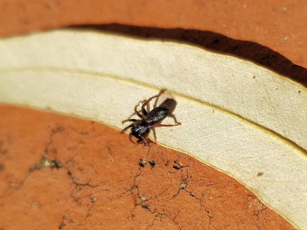 Zodariidae, family (Ant Spiders), Alice Springs NT