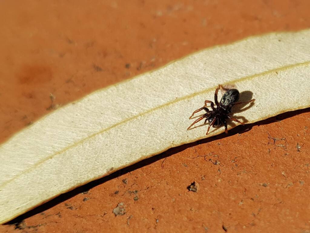 Zodariidae, family (Ant Spiders), Alice Springs NT