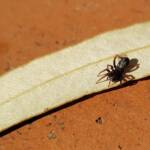 Zodariidae, family (Ant Spiders), Alice Springs NT