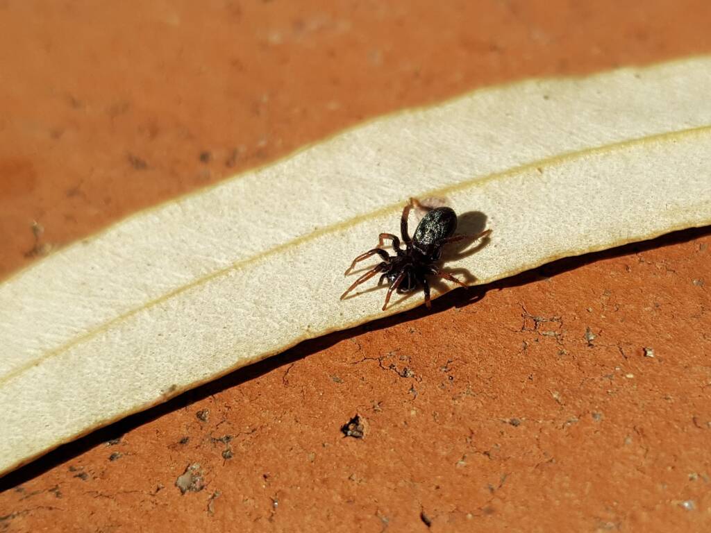 Zodariidae, family (Ant Spiders), Alice Springs NT