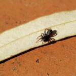 Zodariidae, family (Ant Spiders), Alice Springs NT