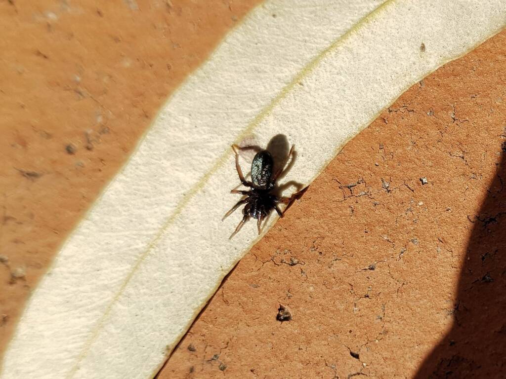 Zodariidae, family (Ant Spiders), Alice Springs NT
