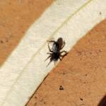 Zodariidae, family (Ant Spiders), Alice Springs NT