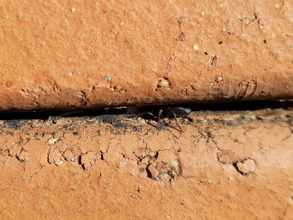 Zodariidae, family (Ant Spiders), Alice Springs NT