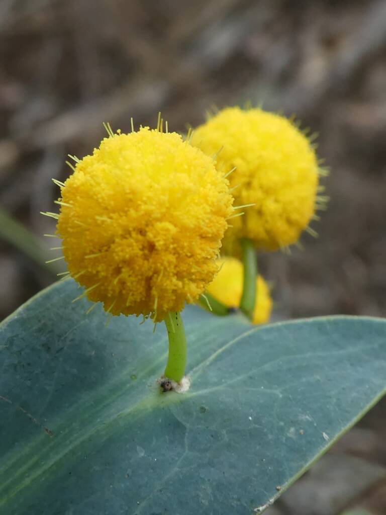 Acacia glaucoptera (Flat Wattle), Denmark South Coast WA © Len van der Waag