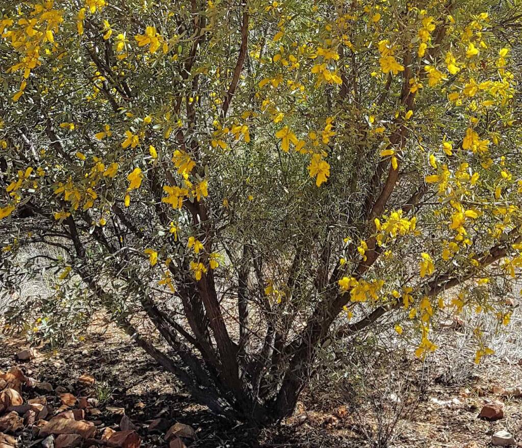 Witchetty Bush (Acacia kempeana), Alice Springs Desert Park NT