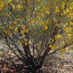 Witchetty Bush (Acacia kempeana), Alice Springs Desert Park NT