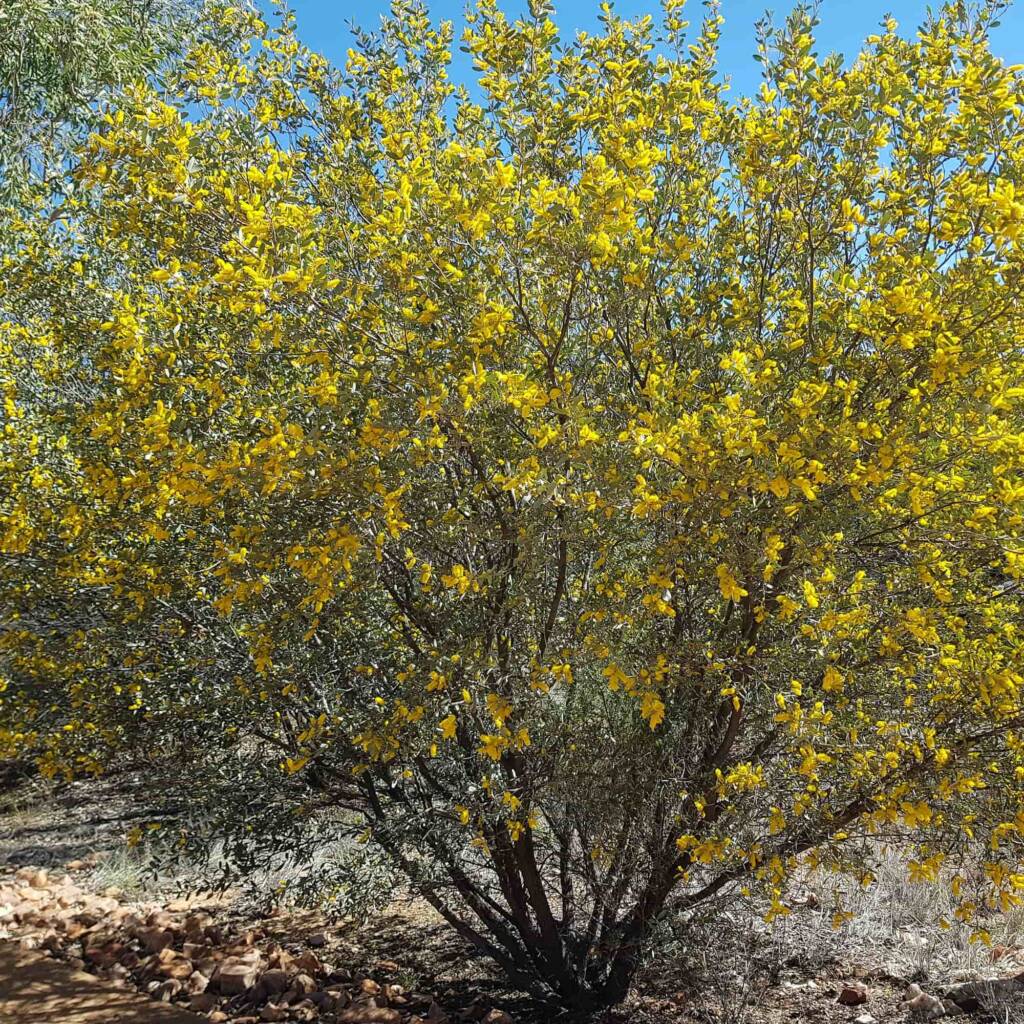 Witchetty Bush (Acacia kempeana), Alice Springs Desert Park NT