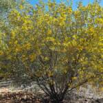 Witchetty Bush (Acacia kempeana), Alice Springs Desert Park NT