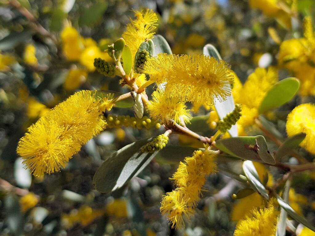 Witchetty Bush (Acacia kempeana), Alice Springs Desert Park NT