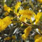 Witchetty Bush (Acacia kempeana), Alice Springs Desert Park NT