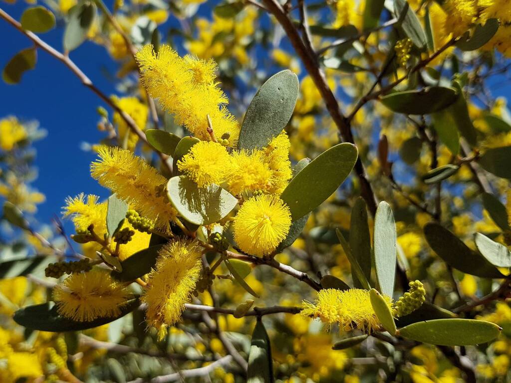 Witchetty Bush (Acacia kempeana), Alice Springs Desert Park NT