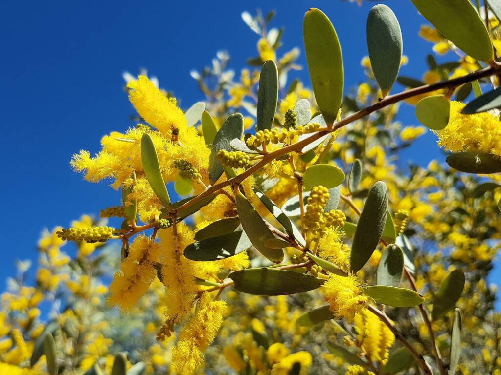 Witchetty Bush (Acacia kempeana), Alice Springs Desert Park NT