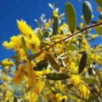 Witchetty Bush (Acacia kempeana), Alice Springs Desert Park NT