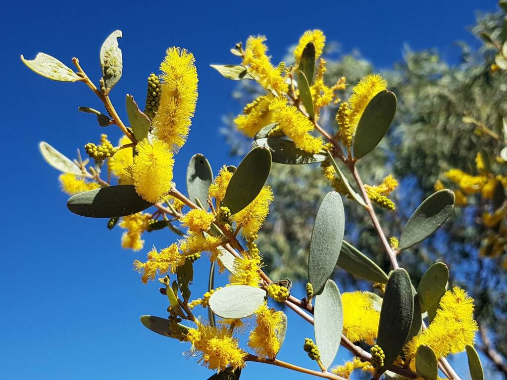 Witchetty Bush (Acacia kempeana), Alice Springs Desert Park NT
