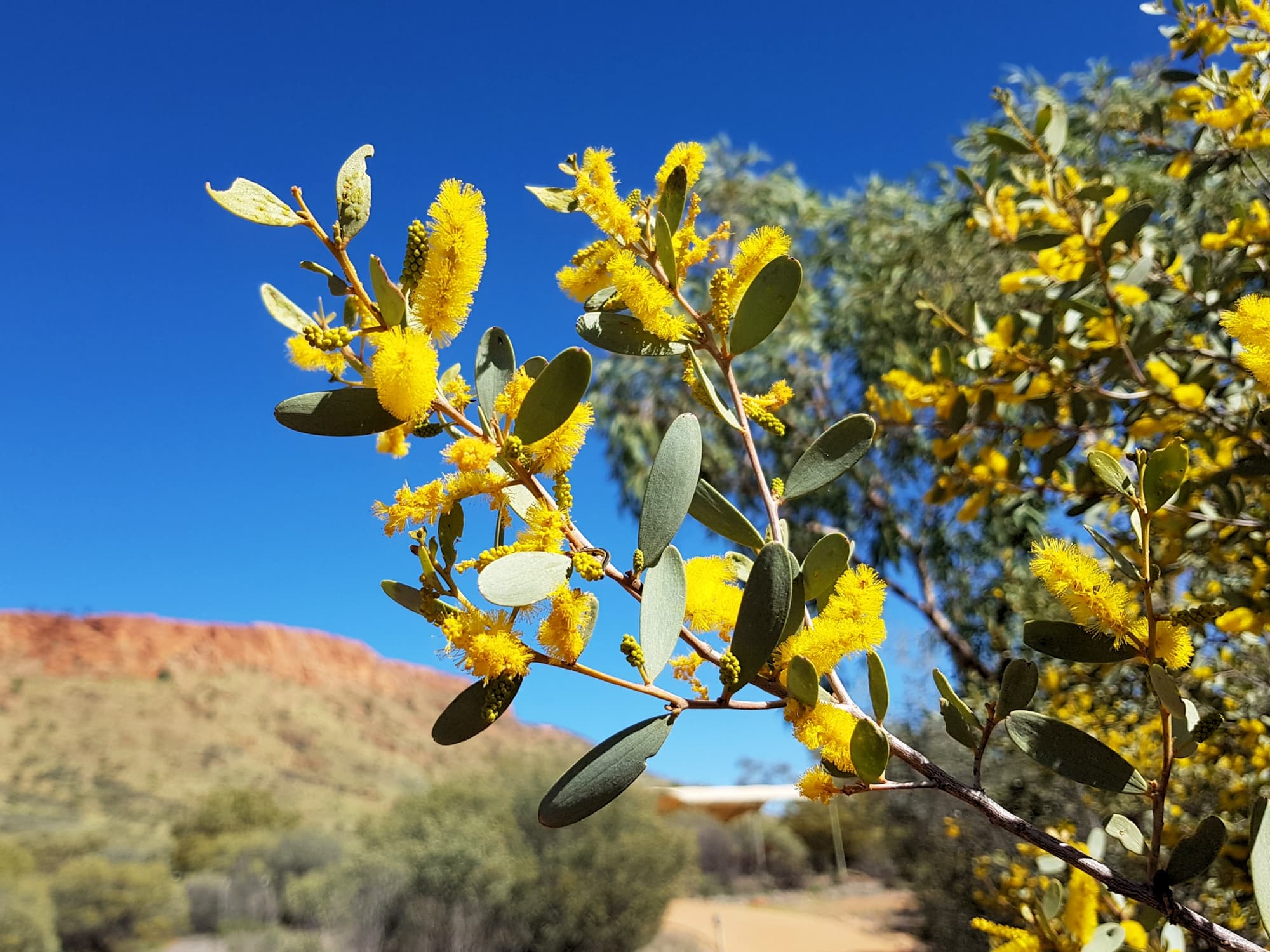 Witchetty Bush (Acacia kempeana), Alice Springs Desert Park NT