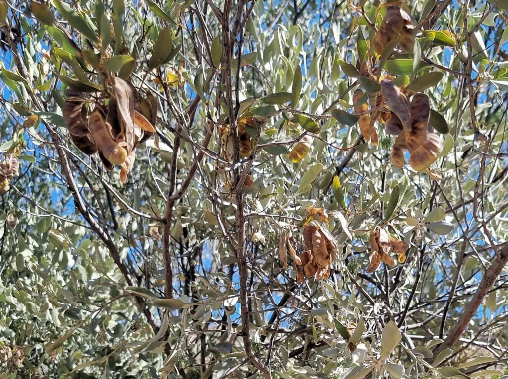 Acacia kempeana (Witchetty Bush) on which the Maiden's Mistletoe (Amyema maidenii) grows, Alice Springs Desert Park NT