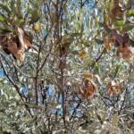 Acacia kempeana (Witchetty Bush) on which the Maiden's Mistletoe (Amyema maidenii) grows, Alice Springs Desert Park NT