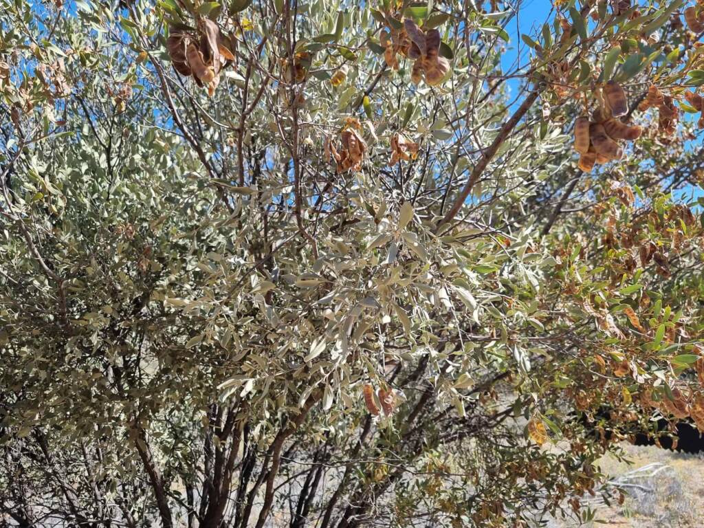 Acacia kempeana (Witchetty Bush) on which the Maiden's Mistletoe (Amyema maidenii) grows, Alice Springs Desert Park NT