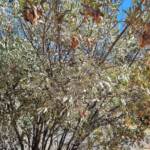 Acacia kempeana (Witchetty Bush) on which the Maiden's Mistletoe (Amyema maidenii) grows, Alice Springs Desert Park NT
