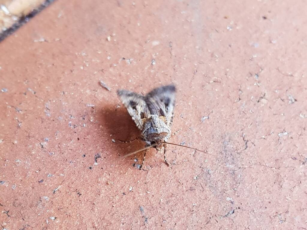Agrotis munda (Brown Cutworm Moth), Alice Springs NT