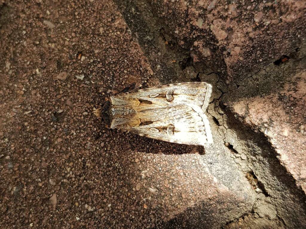 Agrotis munda (Brown Cutworm Moth), Alice Springs NT