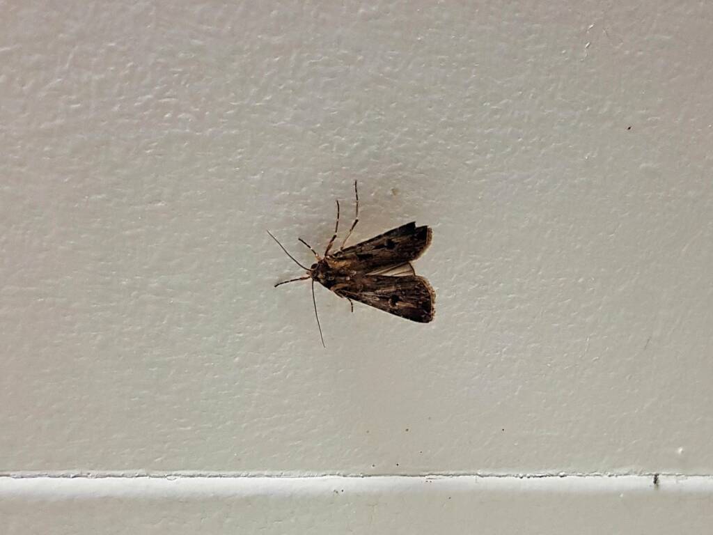 Agrotis munda (Brown Cutworm Moth), Alice Springs NT