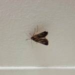 Agrotis munda (Brown Cutworm Moth), Alice Springs NT