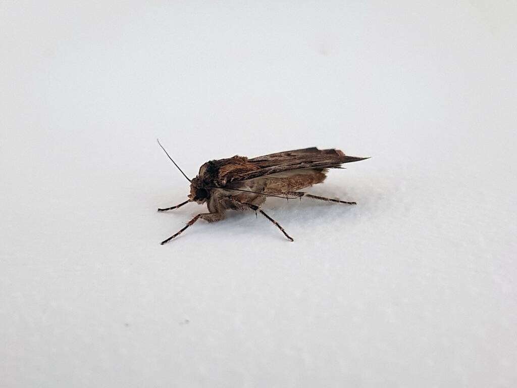 Agrotis munda (Brown Cutworm Moth), Alice Springs NT