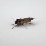 Agrotis munda (Brown Cutworm Moth), Alice Springs NT