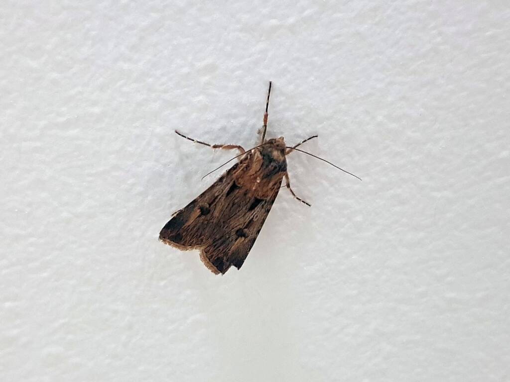 Agrotis munda (Brown Cutworm Moth), Alice Springs NT