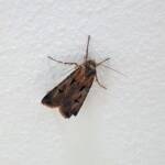 Agrotis munda (Brown Cutworm Moth), Alice Springs NT