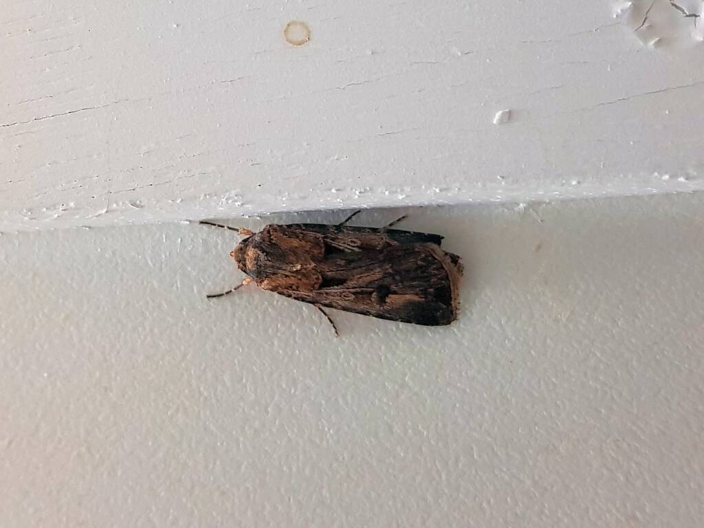 Agrotis munda (Brown Cutworm Moth), Alice Springs NT