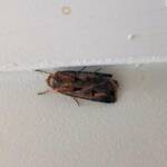 Agrotis munda (Brown Cutworm Moth), Alice Springs NT