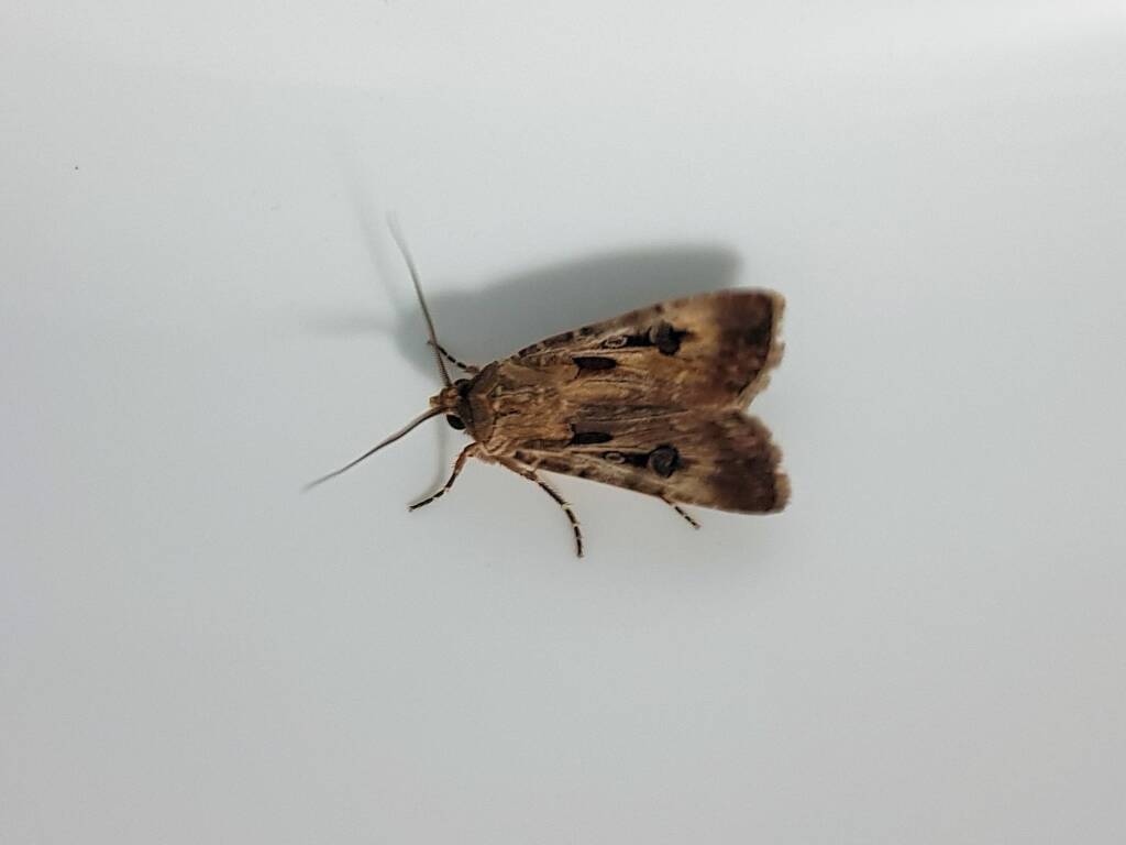 Agrotis munda (Brown Cutworm Moth), Alice Springs NT