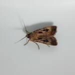 Agrotis munda (Brown Cutworm Moth), Alice Springs NT