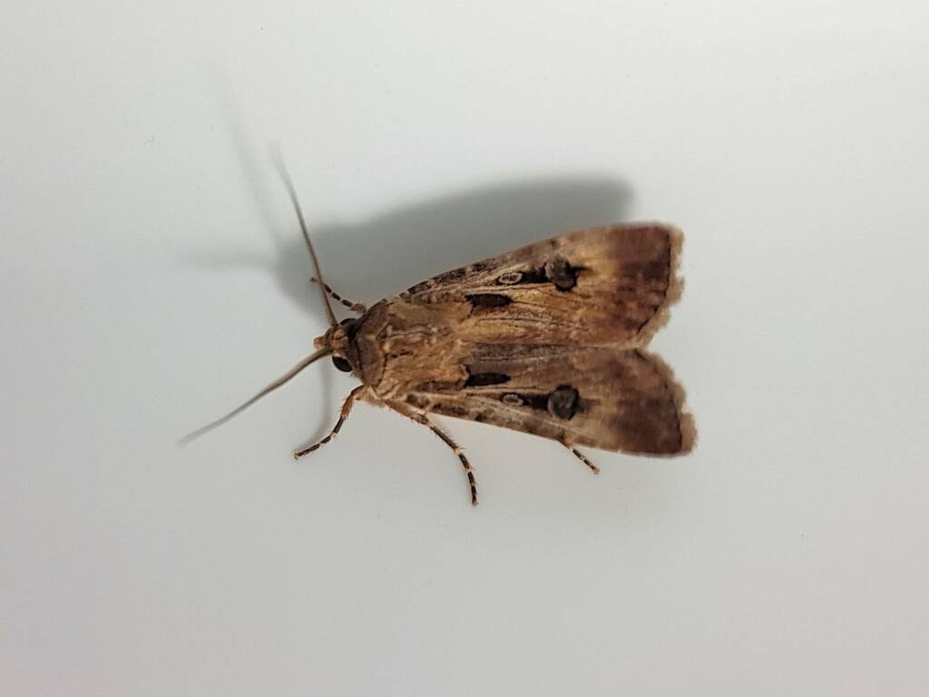 Agrotis munda (Brown Cutworm Moth), Alice Springs NT