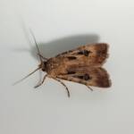 Agrotis munda (Brown Cutworm Moth), Alice Springs NT