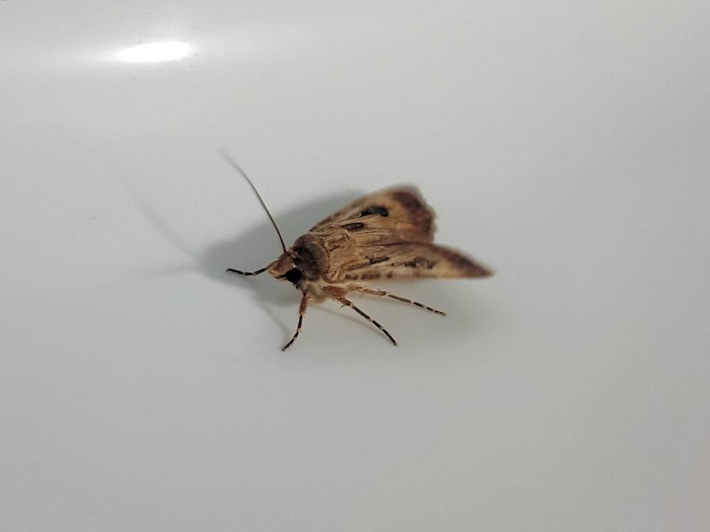 Agrotis munda (Brown Cutworm Moth), Alice Springs NT