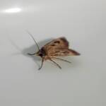 Agrotis munda (Brown Cutworm Moth), Alice Springs NT