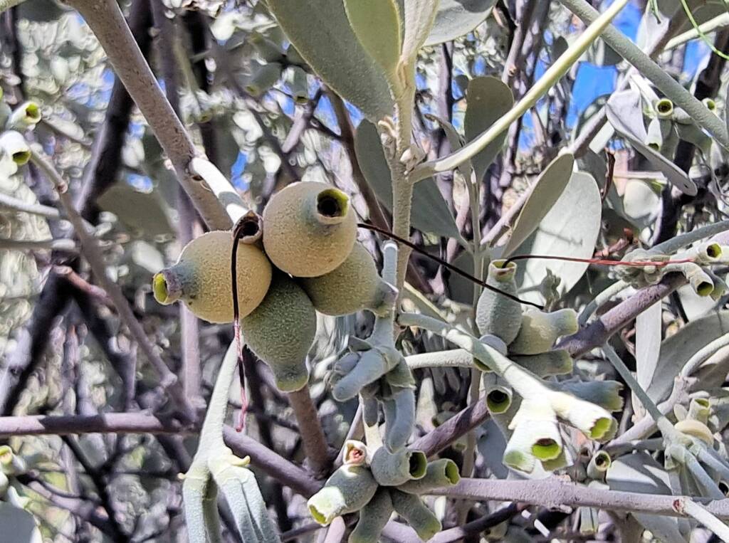Maiden's Mistletoe (Amyema maidenii) - also known as the Snotty Gobbles, Alice Springs Desert Park NT