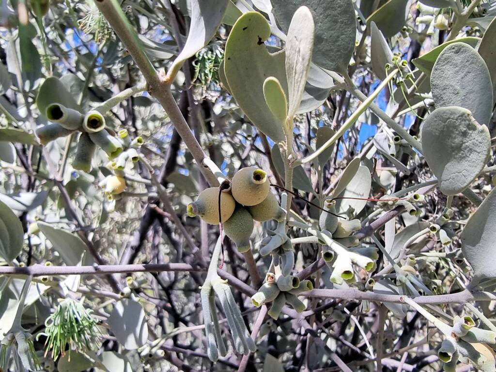 Maiden's Mistletoe (Amyema maidenii) - also known as the Snotty Gobbles, Alice Springs Desert Park NT
