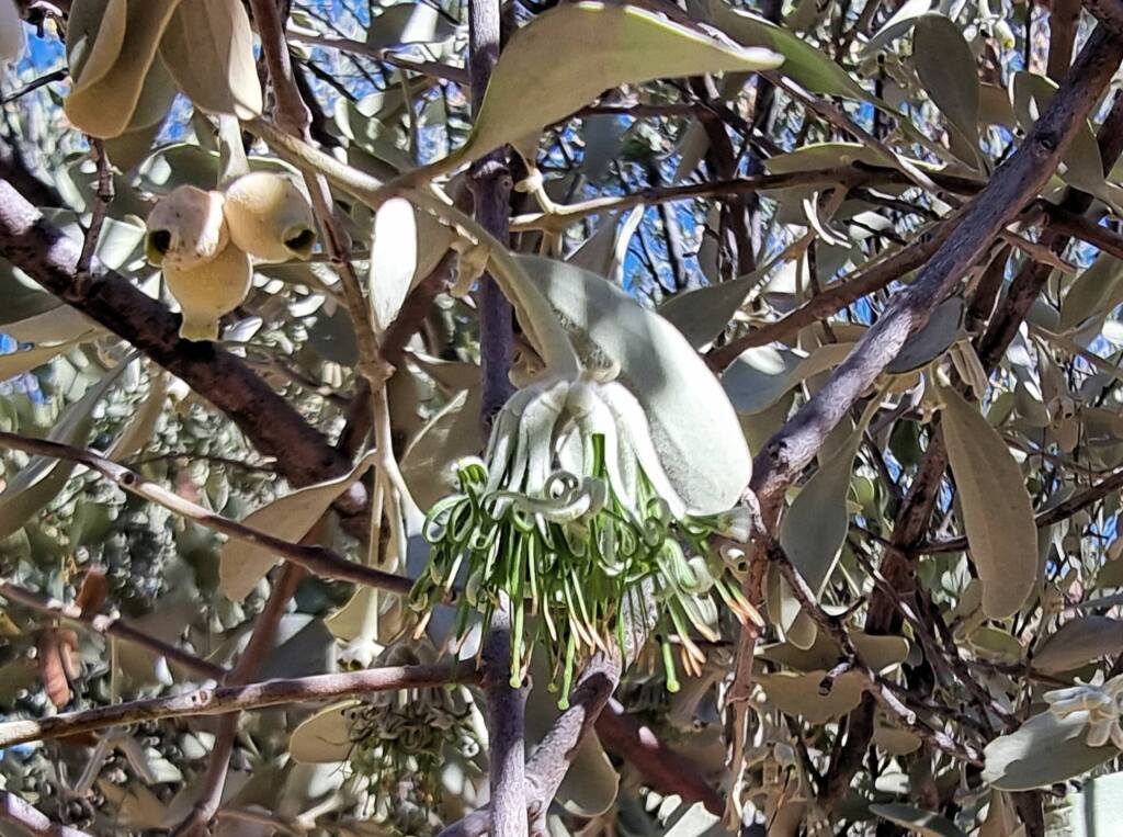 Maiden's Mistletoe (Amyema maidenii), Alice Springs Desert Park NT