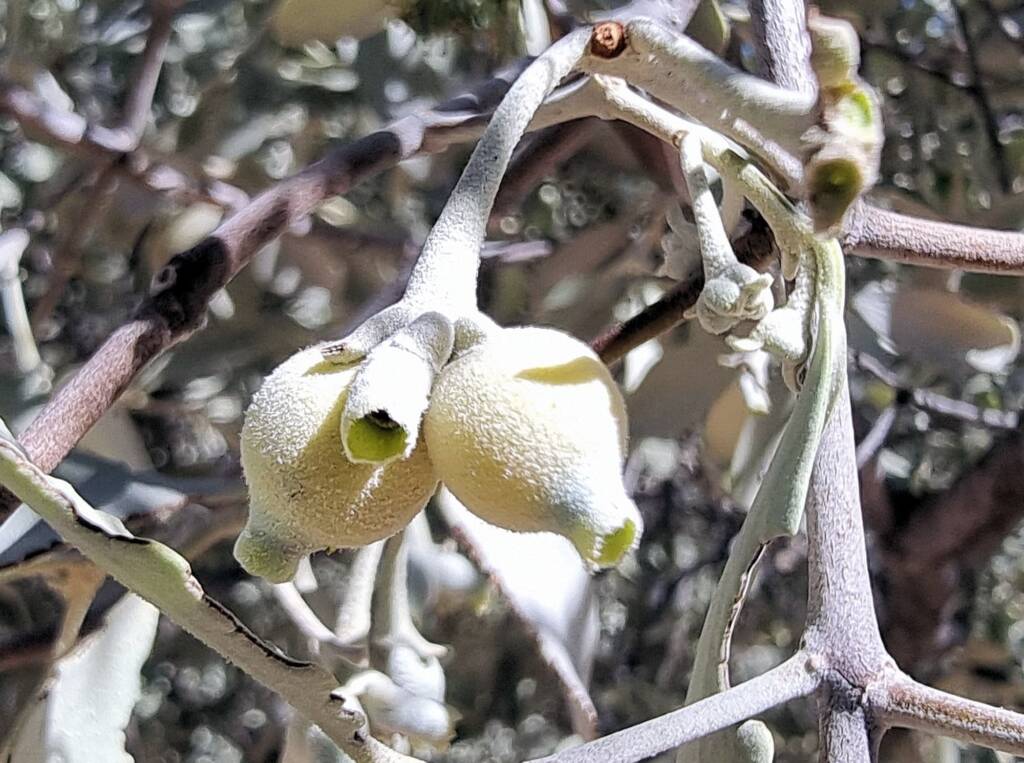Snotty Gobbles Mistletoe (Amyema maidenii), Alice Springs Desert Park NT