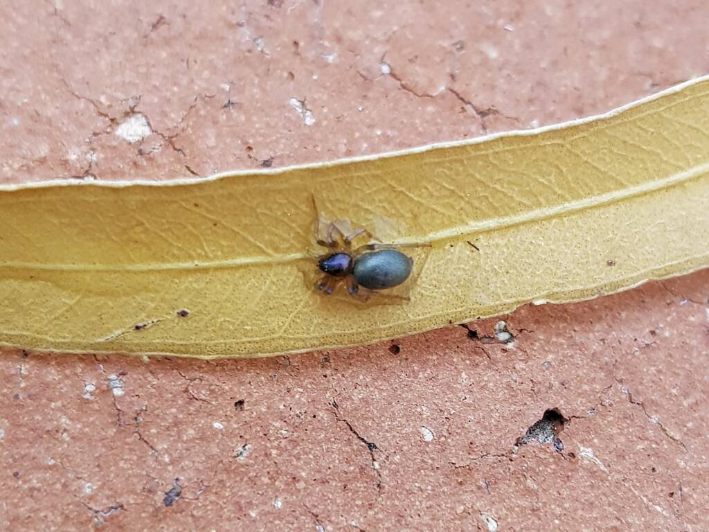Patriotic Ground Spider (genus Anzacia), Alice Springs NT