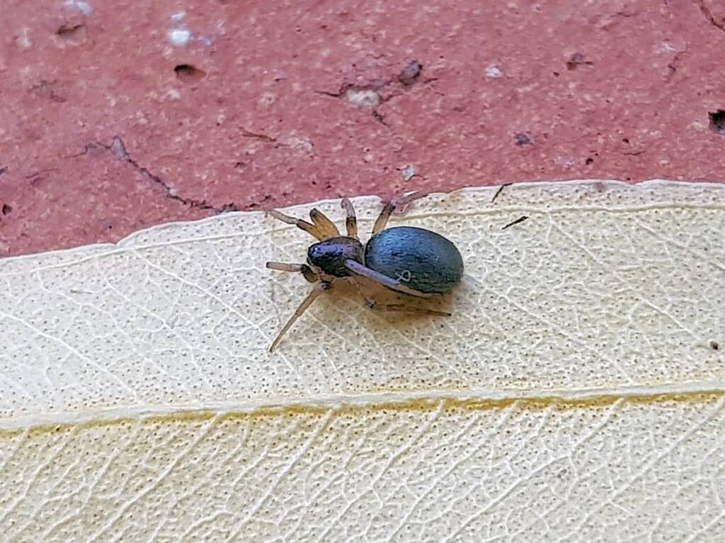 Patriotic Ground Spider (genus Anzacia), Alice Springs NT