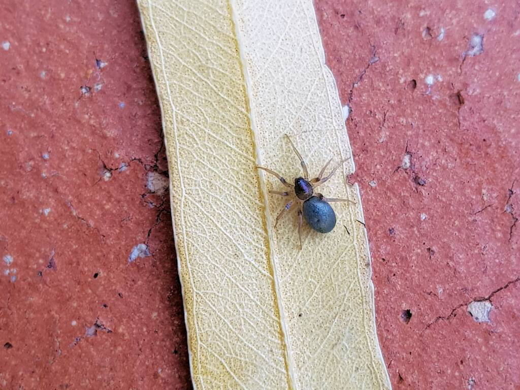Patriotic Ground Spider (genus Anzacia), Alice Springs NT