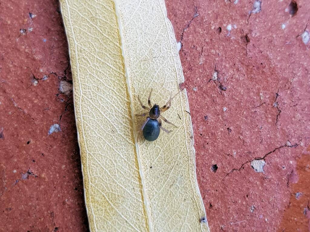 Patriotic Ground Spider (genus Anzacia), Alice Springs NT